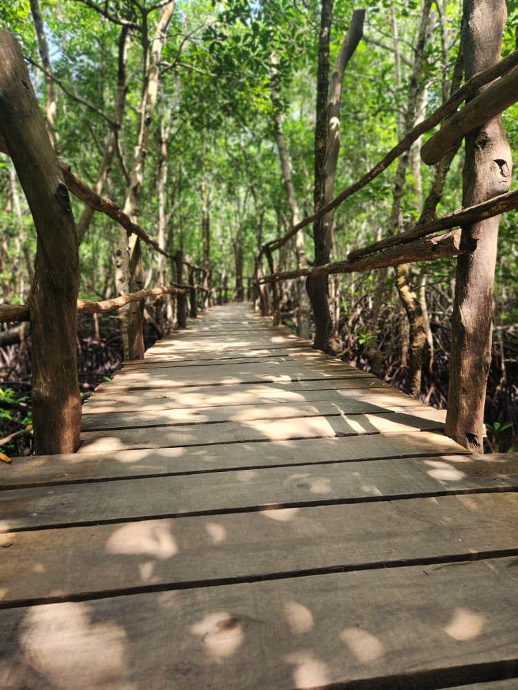 Jozani Forest