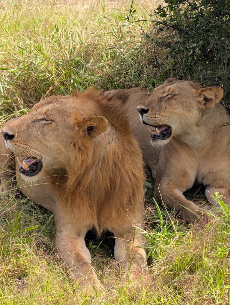 Safari Image