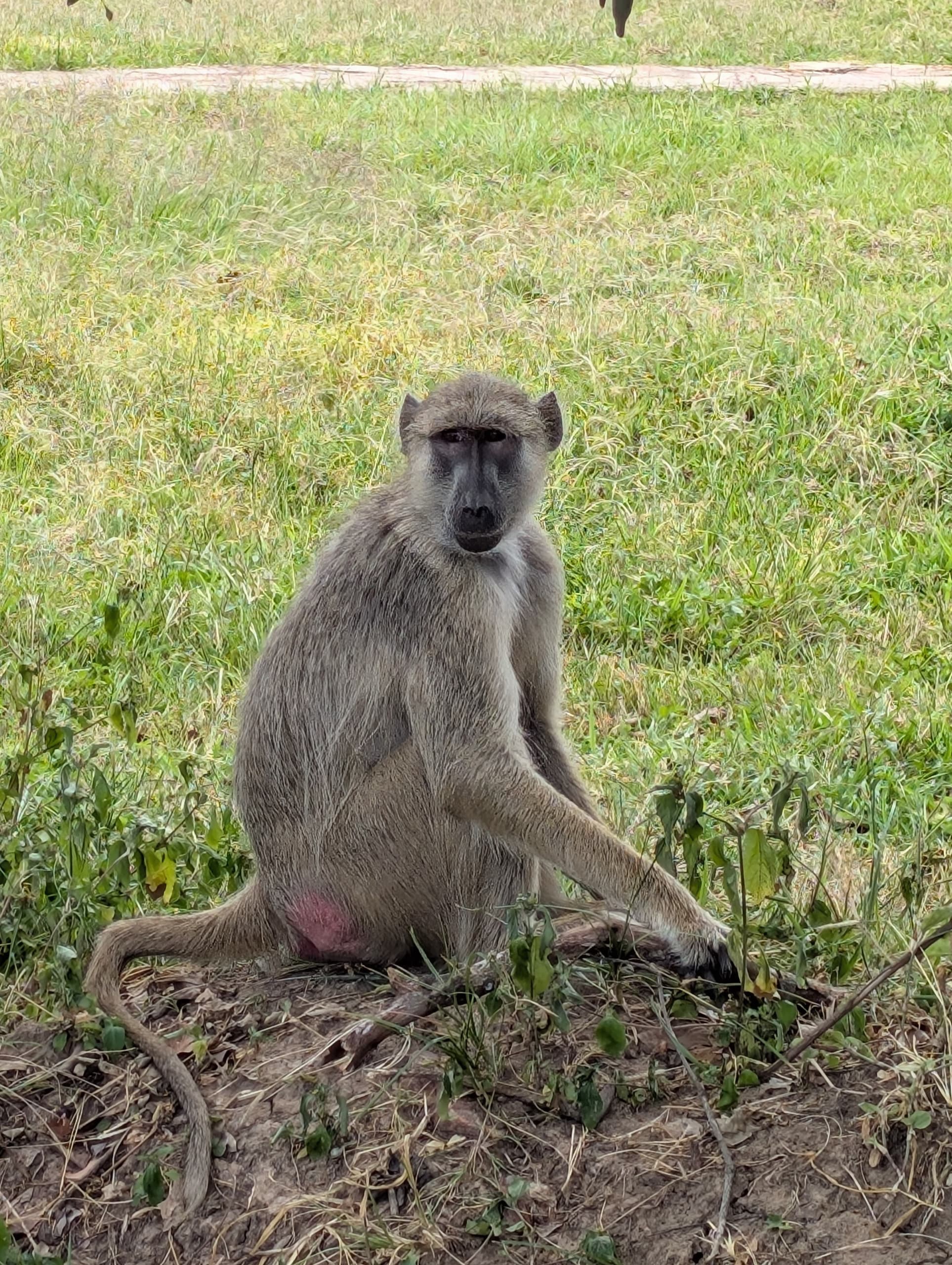 Safari image