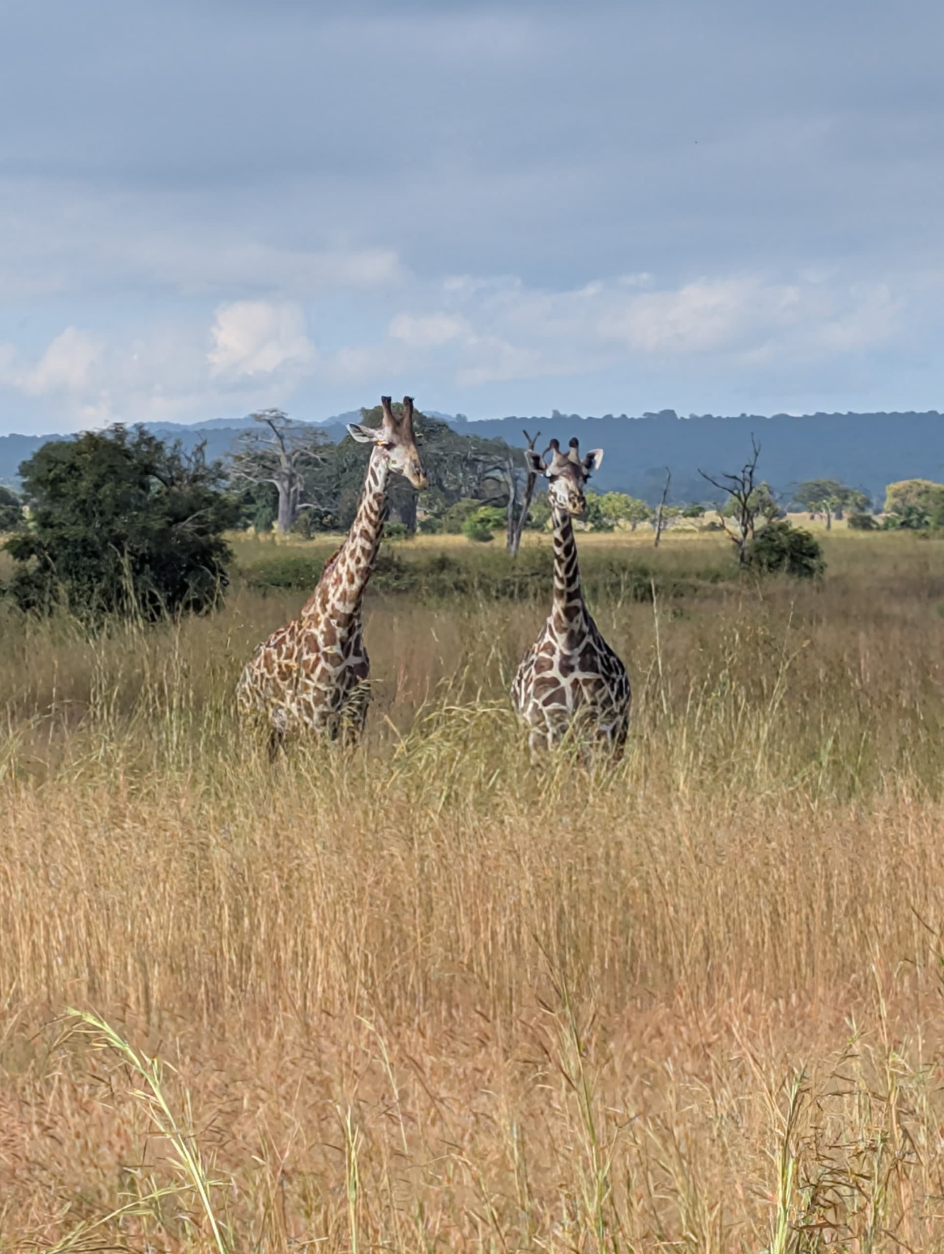 Safari image