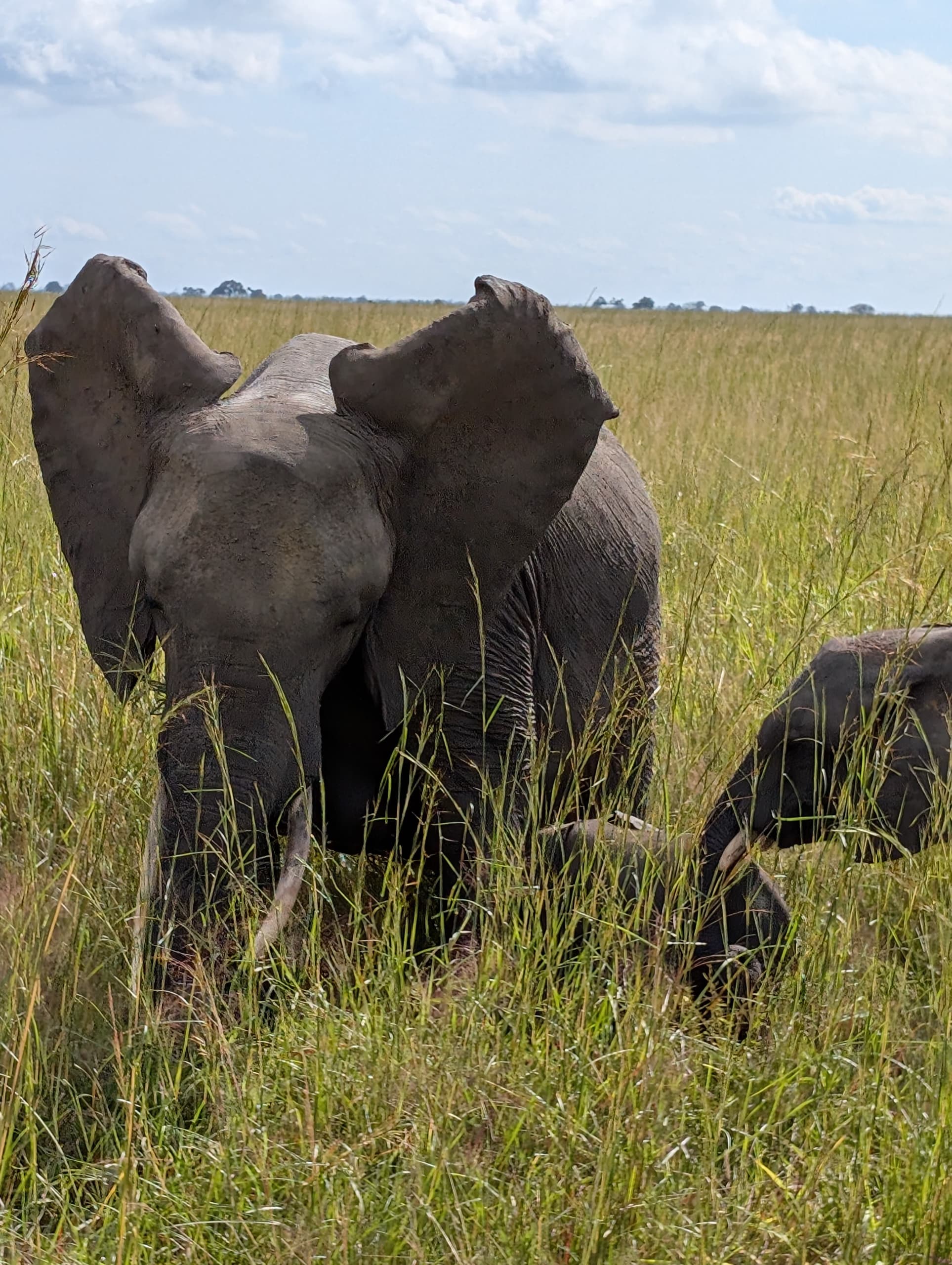 Safari image